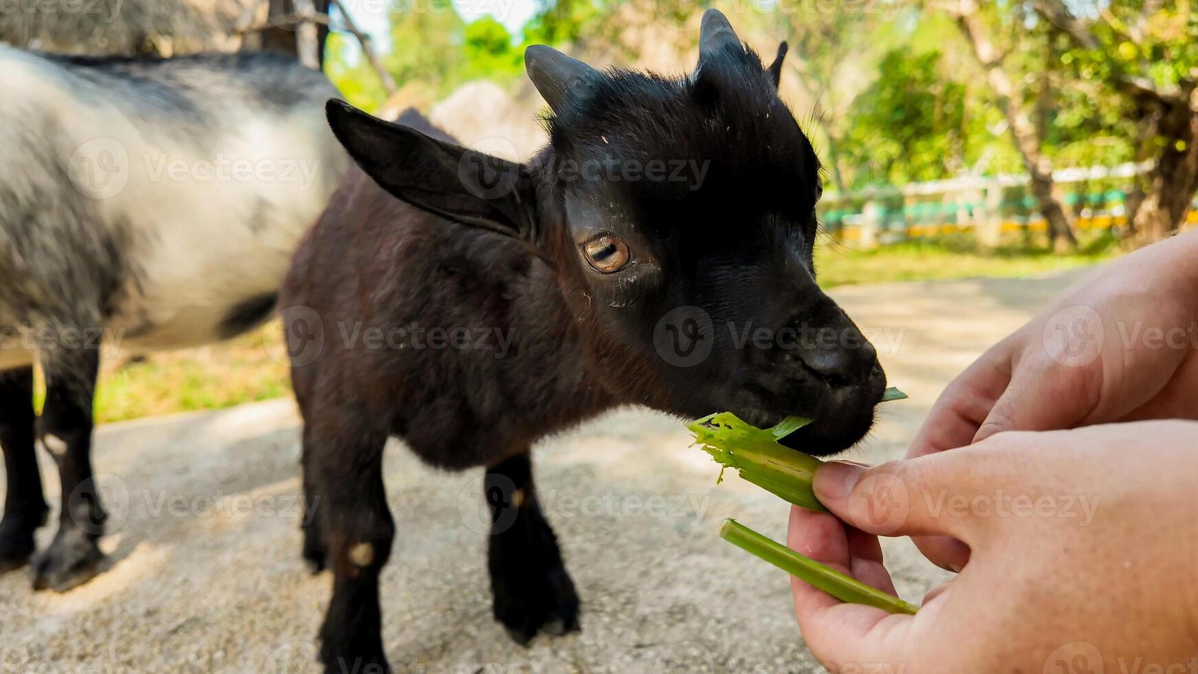 Hand feeding a cute black baby goat with greenery on a sunny day, relevant to concepts of animal care, farm life, and holidays like Easter photo