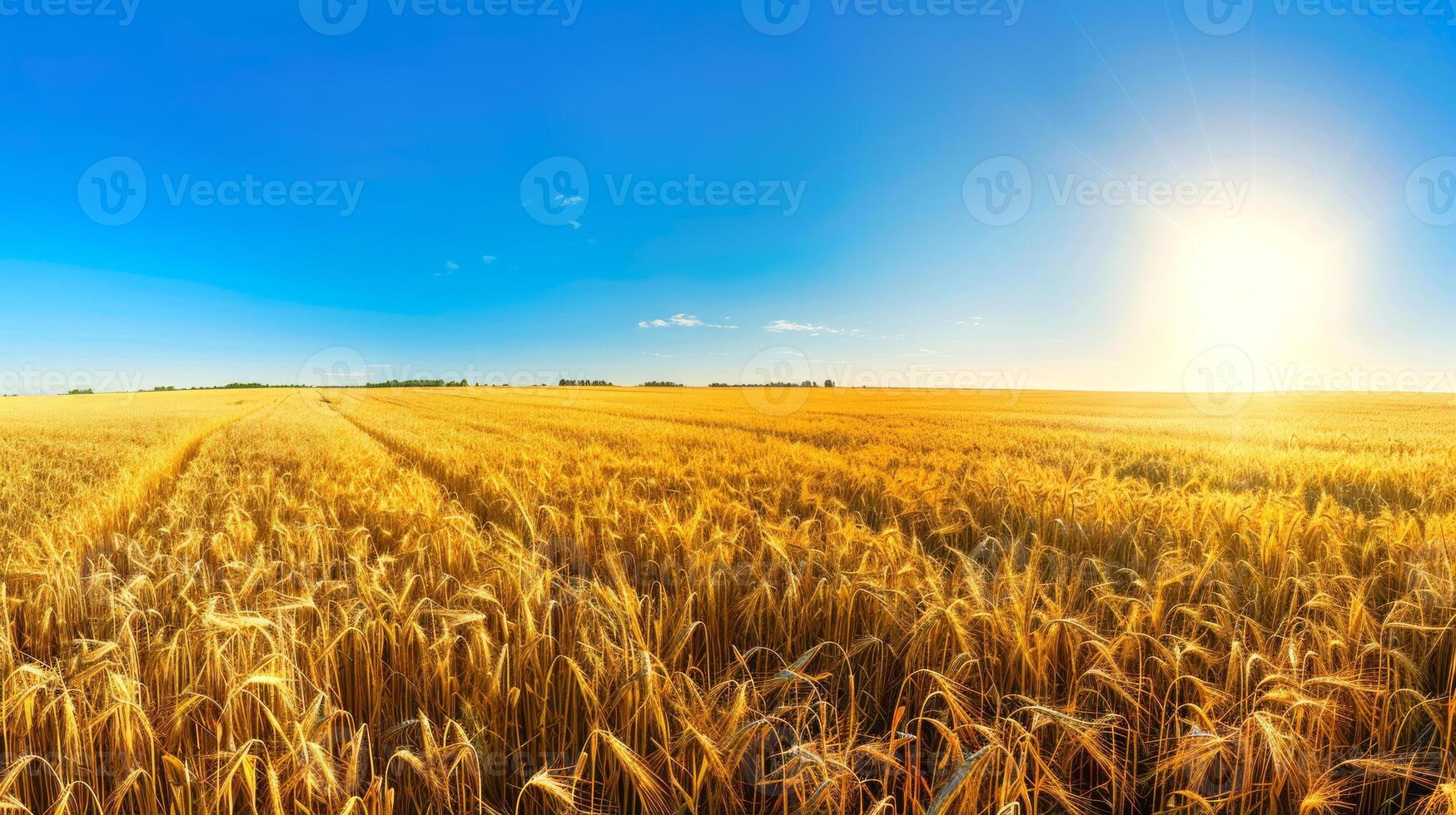 Golden wheat field under a bright blue sky with the sun shining. Ripening grain stalks in a clear sunny environment. Concept of agriculture, harvest, farming. Space for text photo