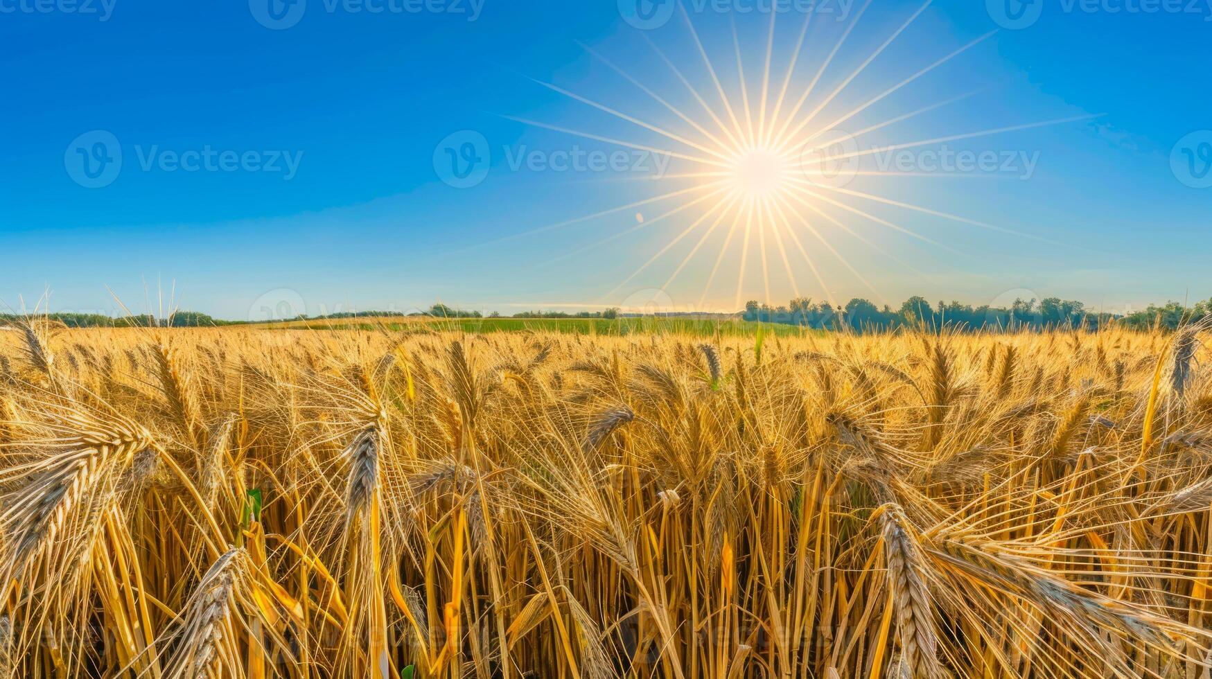 Golden wheat field under a bright blue sky with the sun shining. Ripening grain stalks in a clear sunny environment. Concept of agriculture, harvest, farming. Space for text photo