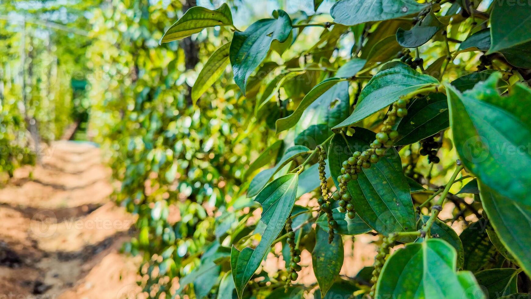 Green pepper plants with unripe berries line a narrow path in a sunny plantation, ideal for agriculture and healthy eating concepts, related to World Environment Day photo