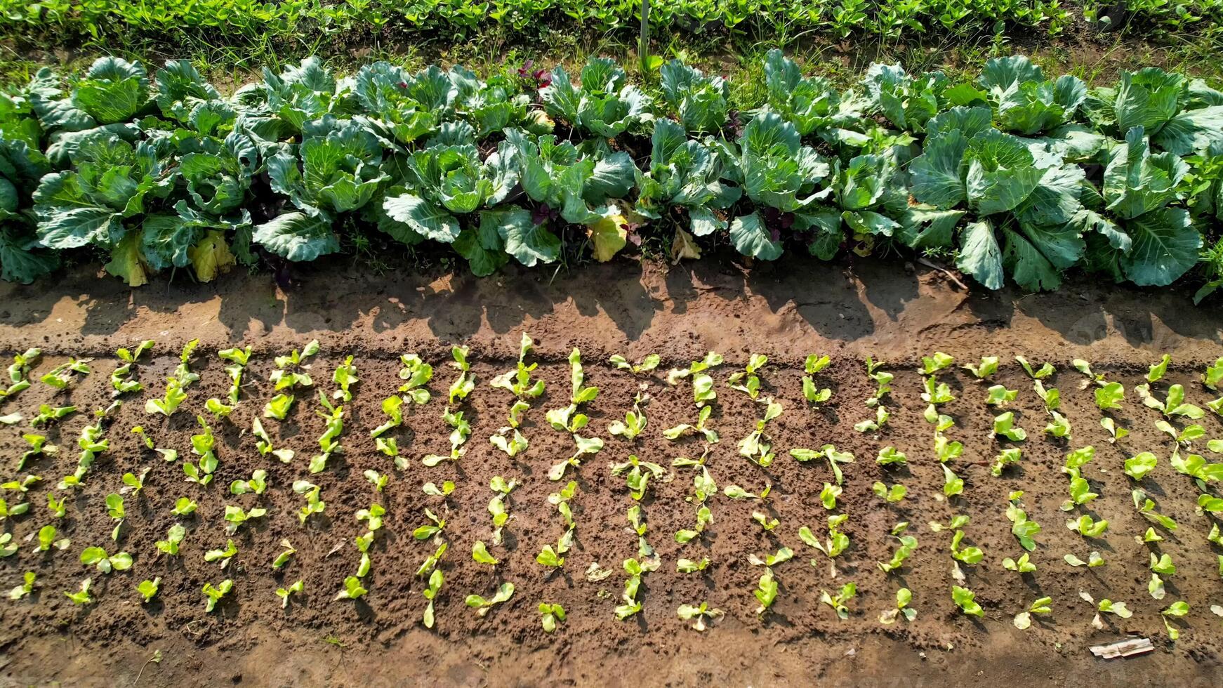 Organic vegetable garden with rows of young lettuce and mature cabbage plants, ideal for sustainable farming and Earth Day concepts photo
