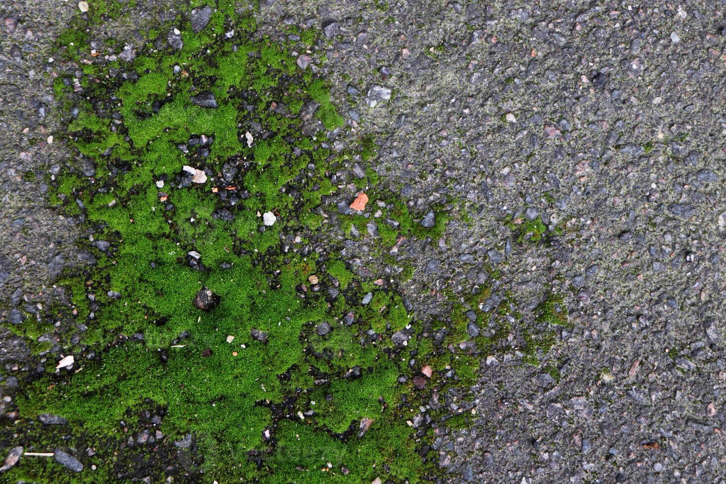 Road asphalt texture. Bitumen structure with moss. photo