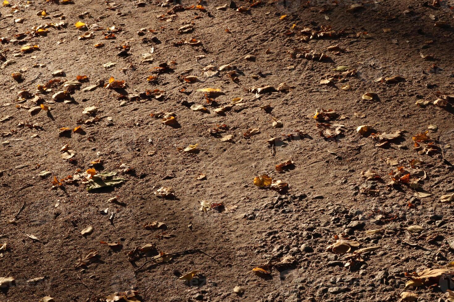 Forest park footpath strewn by dry leaves. Autumn evening background. photo