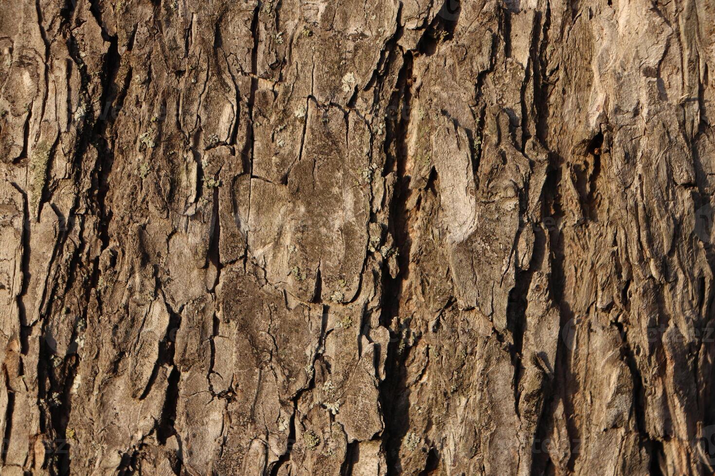 Bark of tree texture. Natural forest background. photo