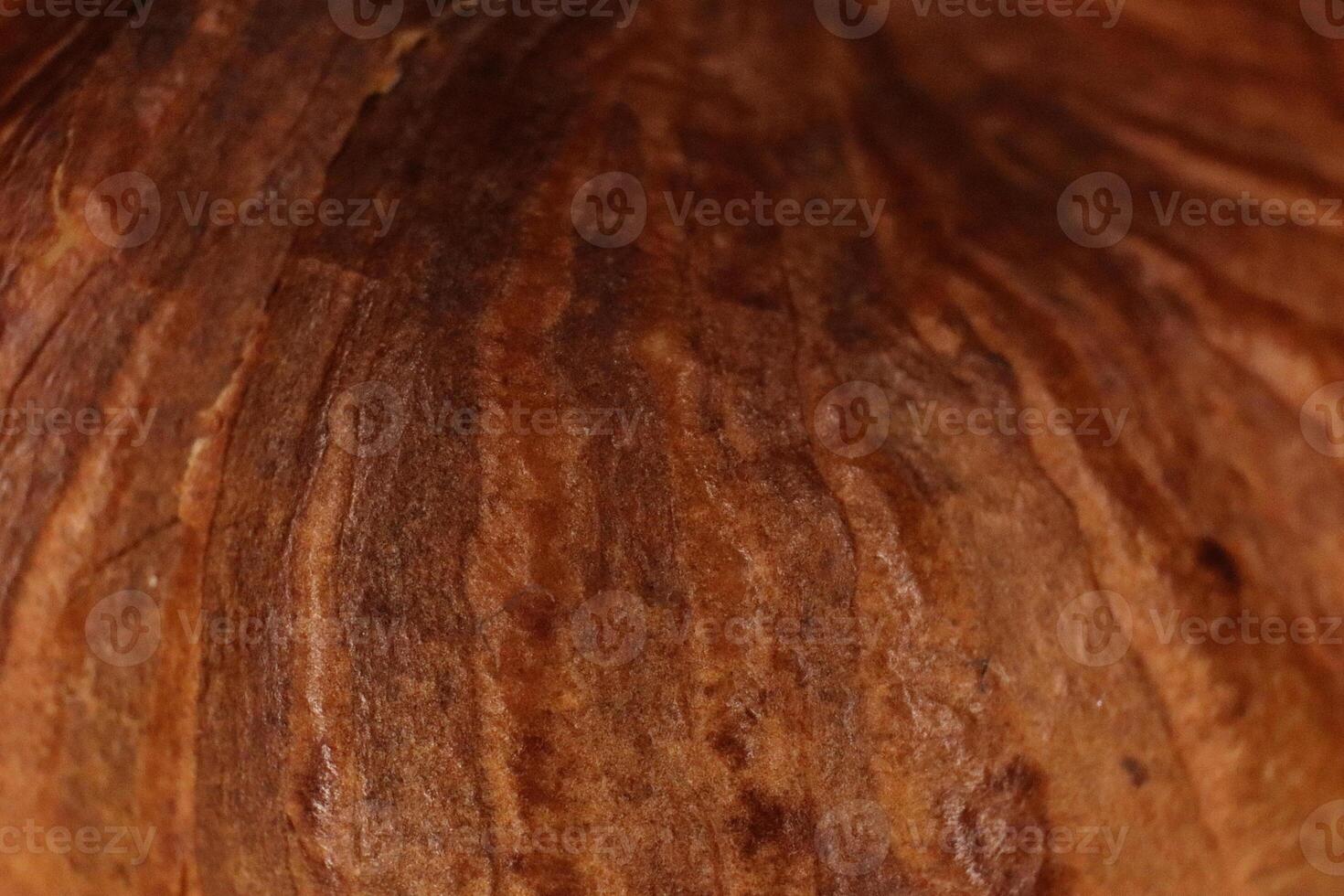 Forest Hazelnut Nut Texture. Macro Closeup. Natural Organic Back photo