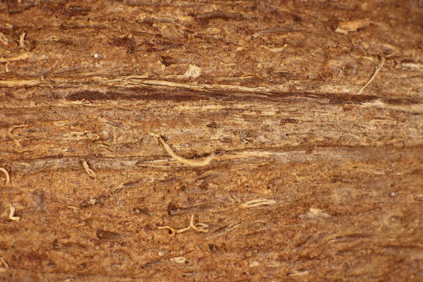 Coconut Nut Fibers Surface Texture. Natural Tropical Background. Macro Closeup. photo