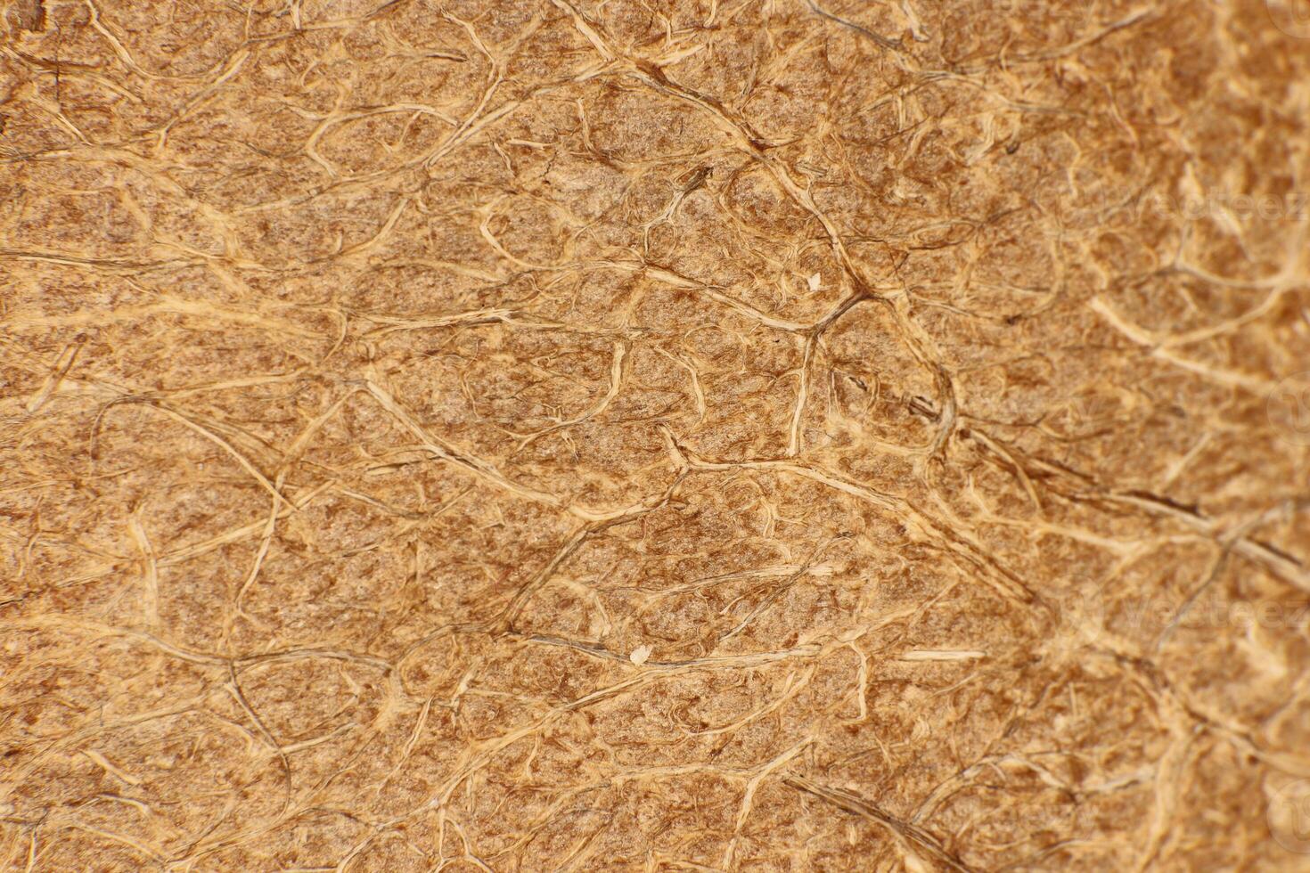 Coconut Nut Fibers Surface Texture. Natural Tropical Background. Macro Closeup. photo