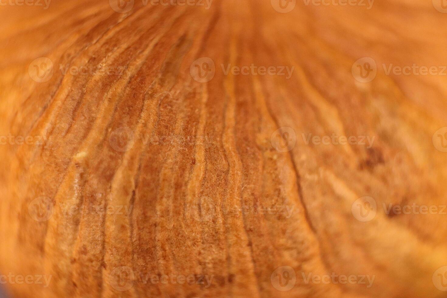 Forest Hazelnut Nut Texture Surface. Macro Closeup. Natural Orga photo