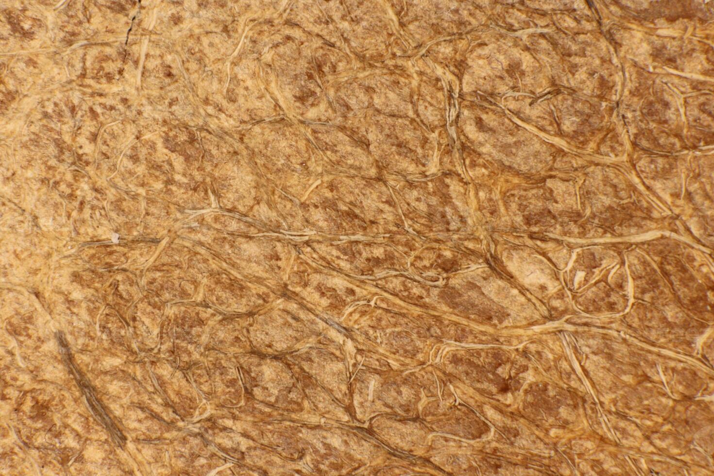 Coconut Nut Fibers Surface Texture. Natural Tropical Background. Macro Closeup. photo