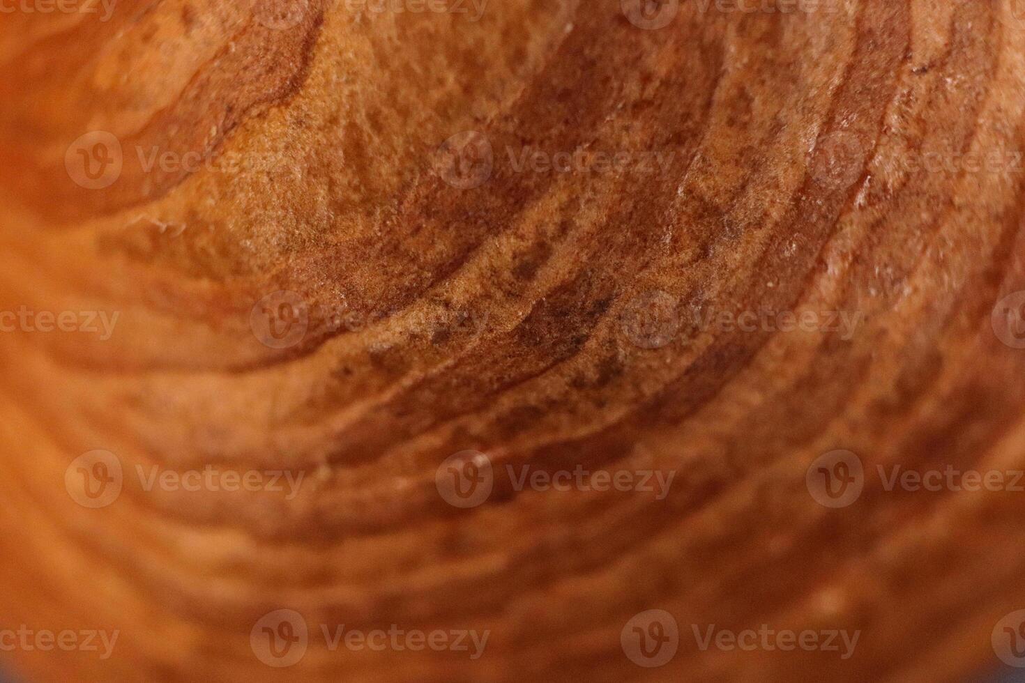 Forest Hazelnut Nut Texture Surface. Macro Closeup. Natural Orga photo