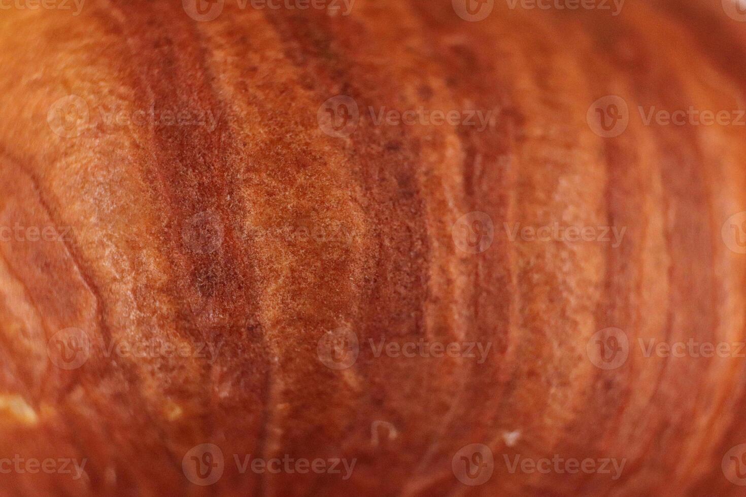 Forest Hazelnut Nut Texture. Macro Closeup. Natural Organic Back photo