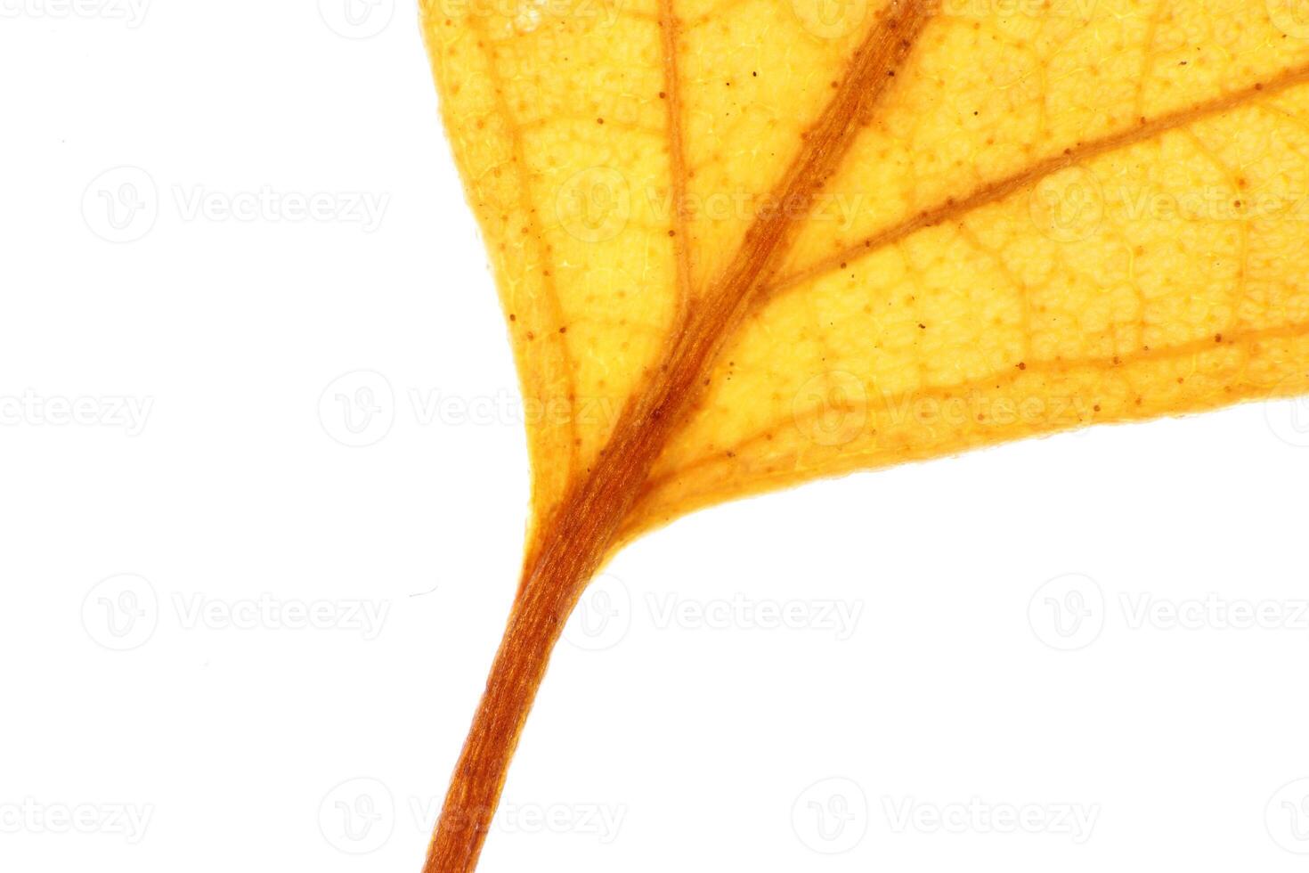 Isolated Dry Leaf Texture. Place for Text. Natural Organic Flora photo