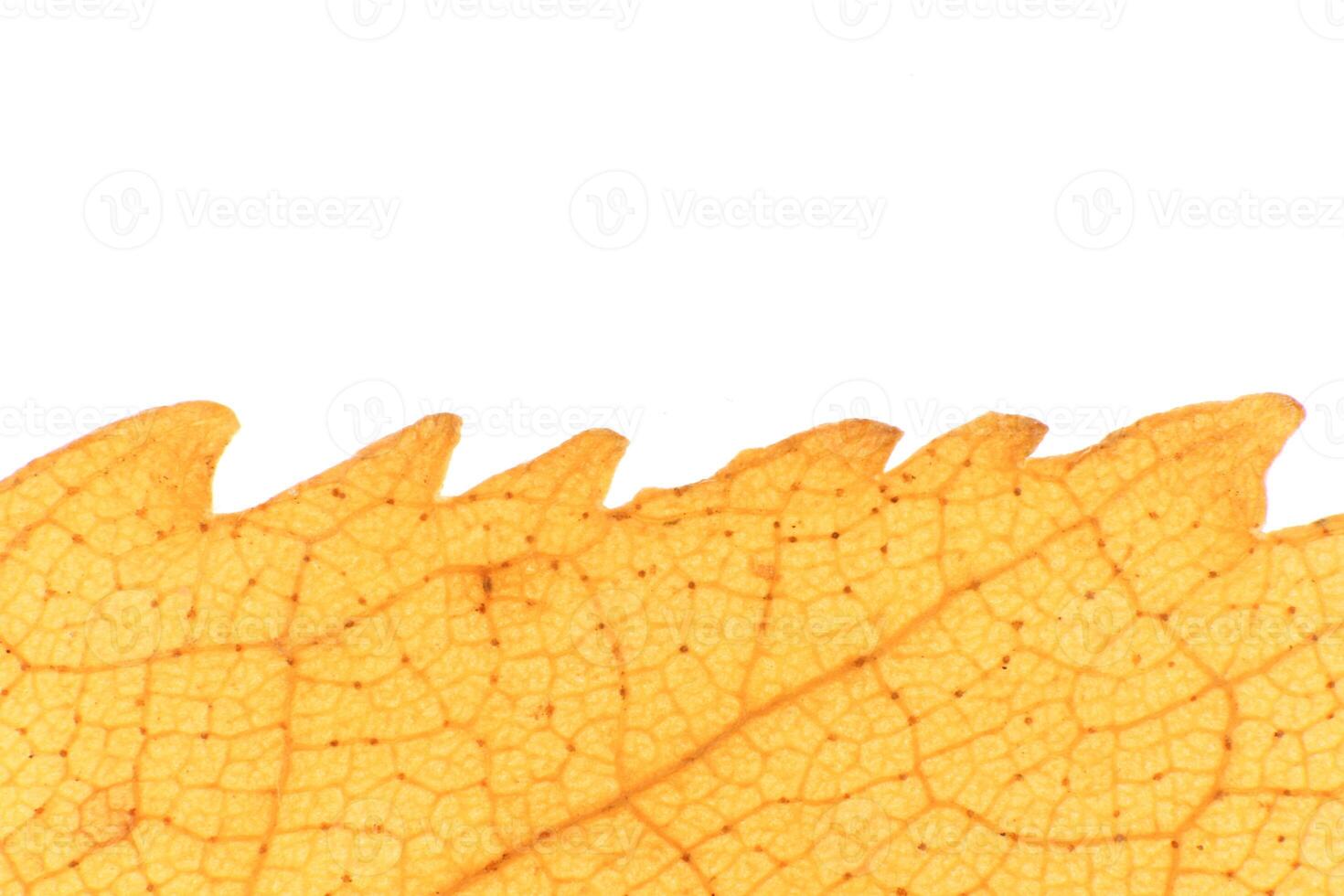 Isolated Dry Leaf Texture. Place for Text. Natural Organic Backg photo