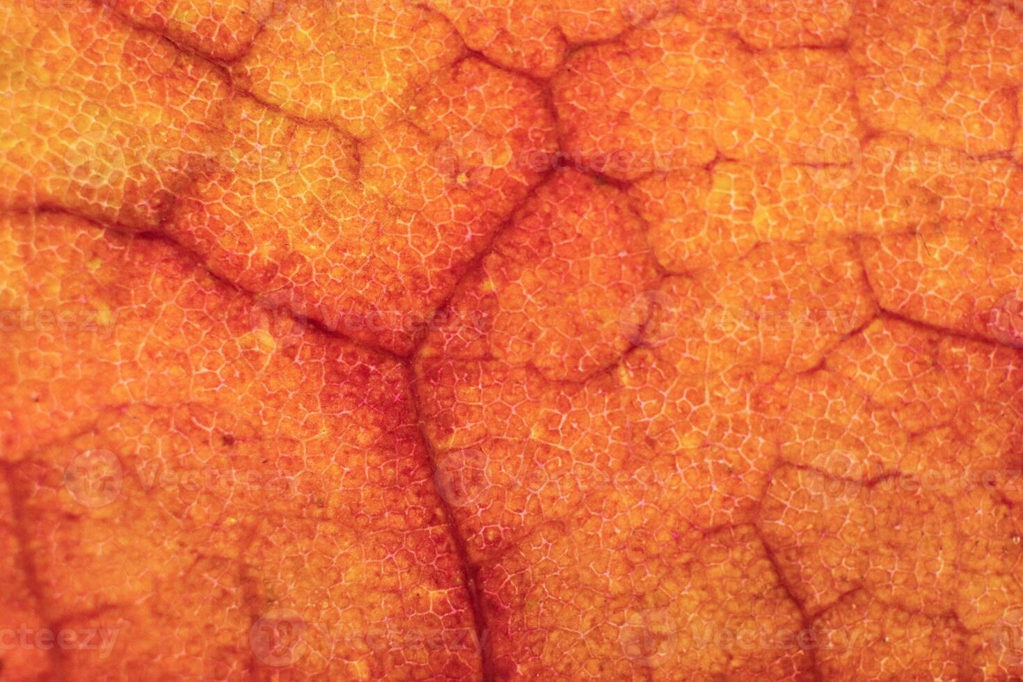 Dry Leaf Texture. Macro Closeup. Natural Organic Background. Tra photo