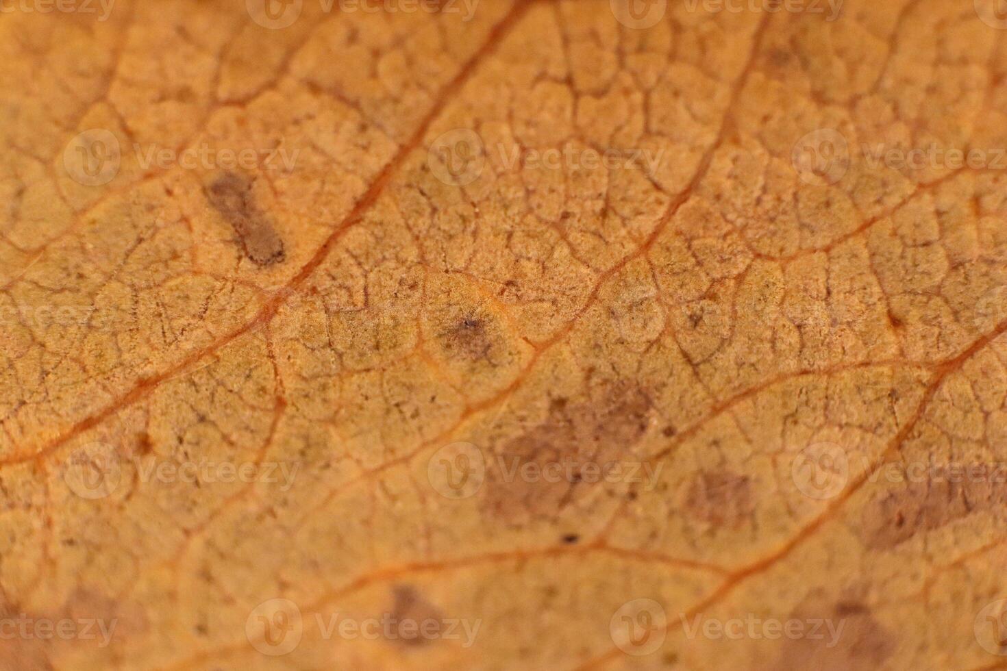 Dry Leaf Texture. Macro Closeup. Natural Organic Background. Flo photo