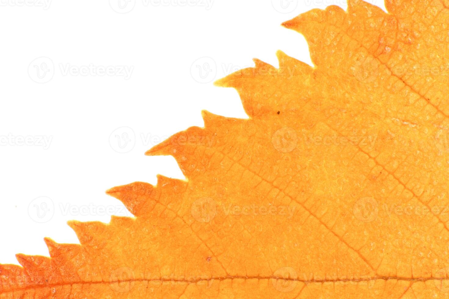Isolated Dry Leaf Texture. Place for Text. Natural Organic Backg photo