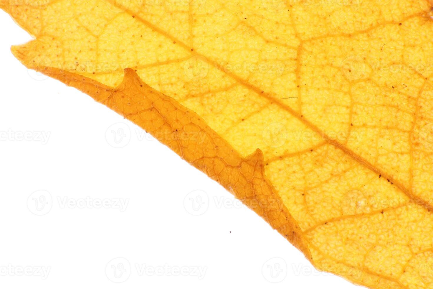 Dry Leaf Texture. Natural Background. Macro closeup. photo