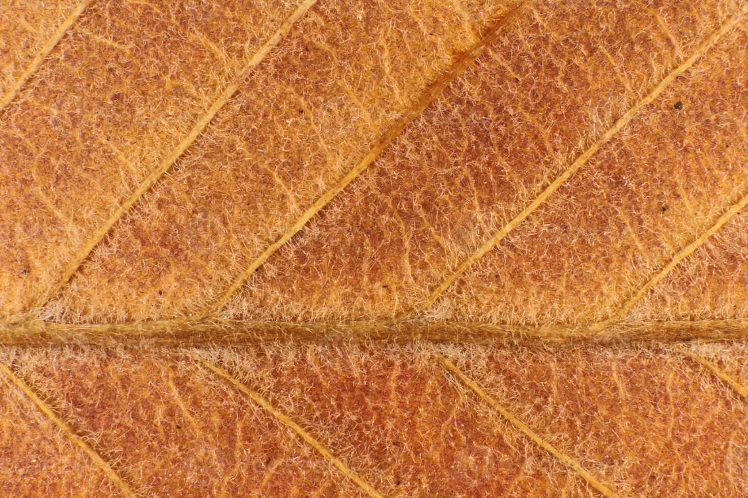 Dry Leaf Fibers Texture. Macro Closeup. Natural Organic Backgrou photo