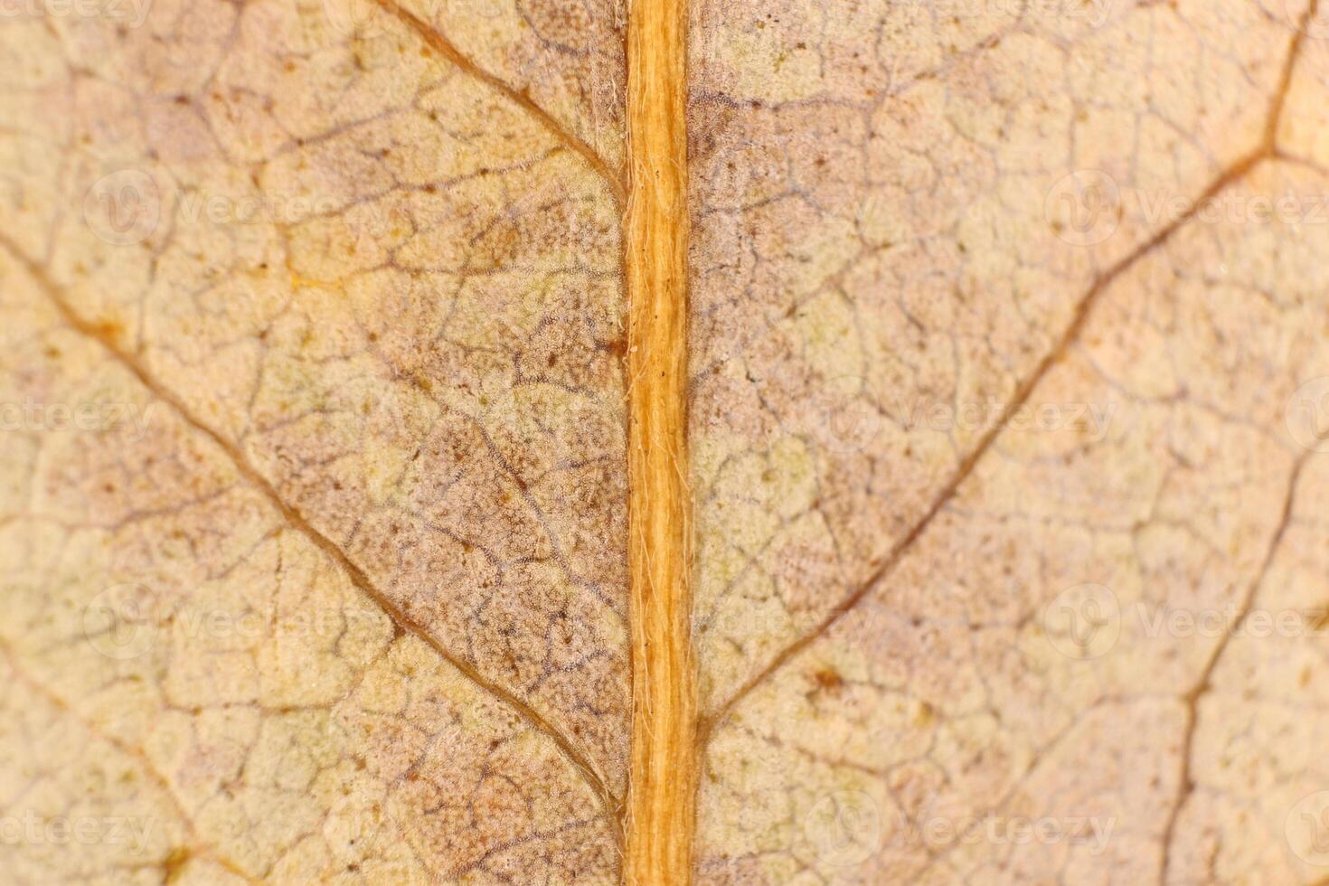 Dry Leaf Texture. Macro Closeup. Natural Organic Background. Tra photo