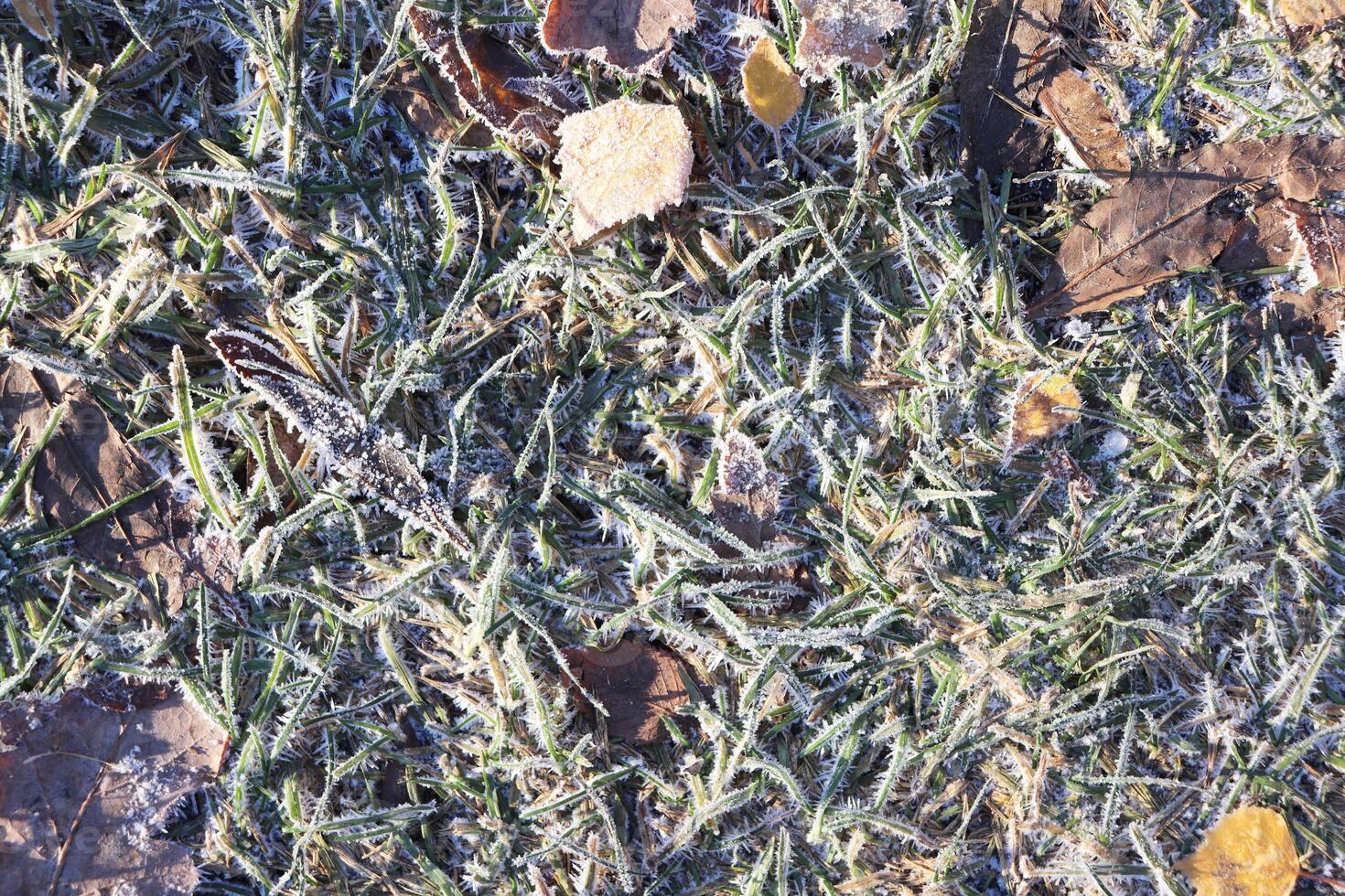 Frozen Forest Grass Texture Background. photo