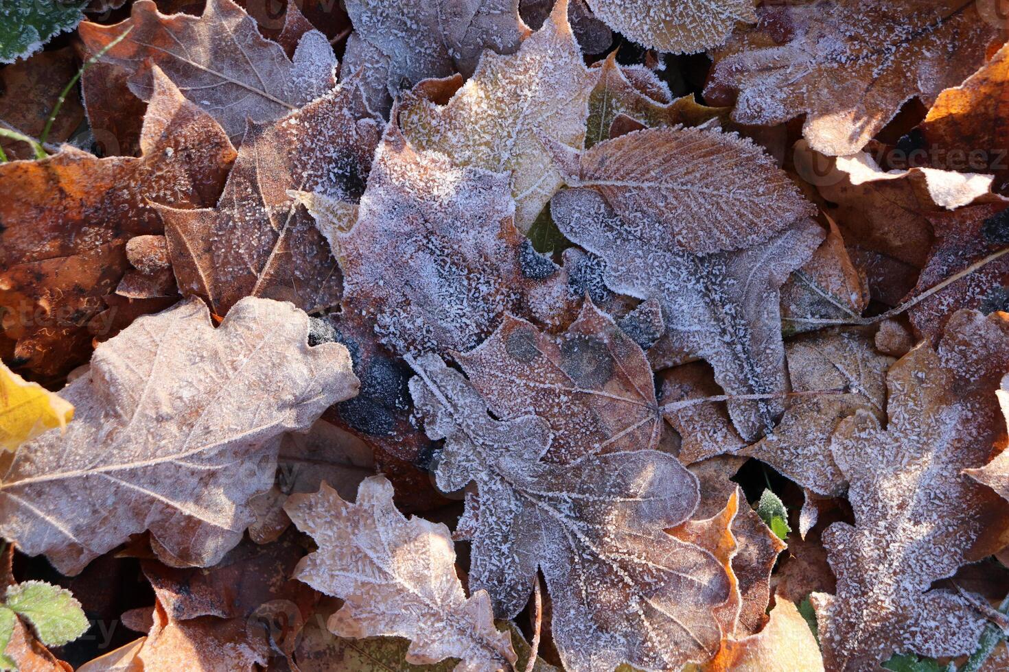 Frost Ice on Forest Oak Leaves. Shining Frosted Leafs Surface. Natural Floral Pattern Background. Macro Closeup. photo