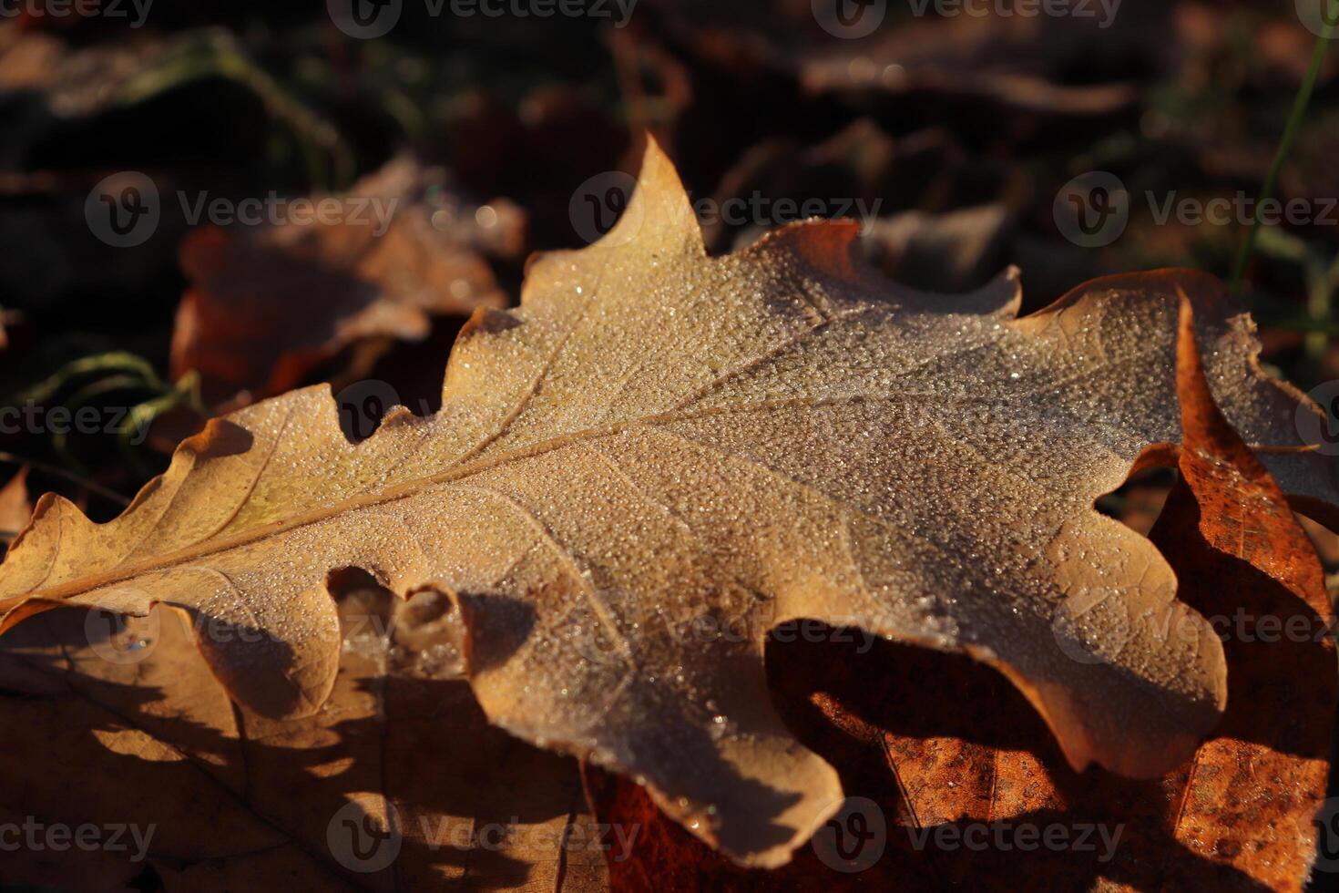 Frosted Oak Leaf Surface Texture. Frost Ice on Forest Morning. Natural Floral Pattern Background. Macro Closeup. photo