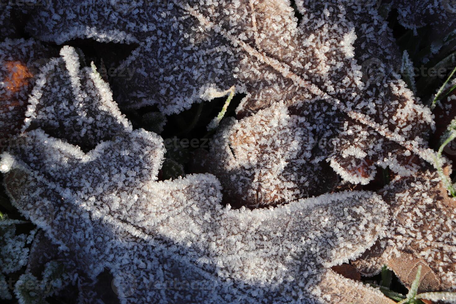 Frost Ice on Forest Oak Leaves. Shining Frosted Leafs Surface. Natural Floral Pattern Background. Macro Closeup. photo