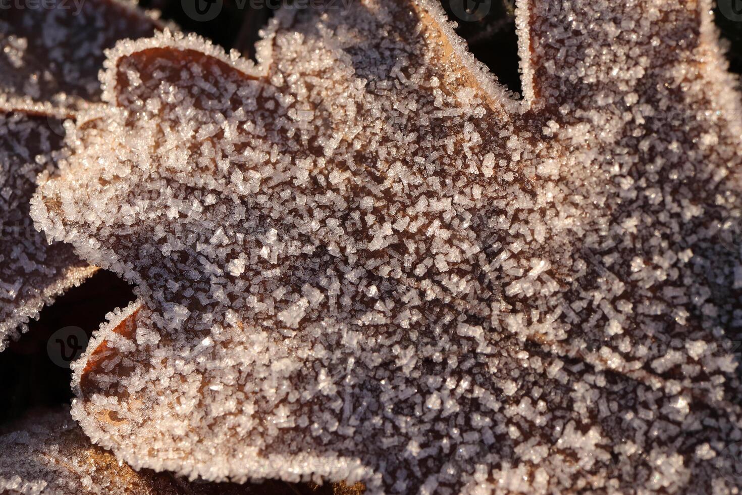 Frosted Dry Oak Leaf Surface Texture. Frost Ice on Forest Morning. Natural Floral Pattern Background. Macro Closeup. photo