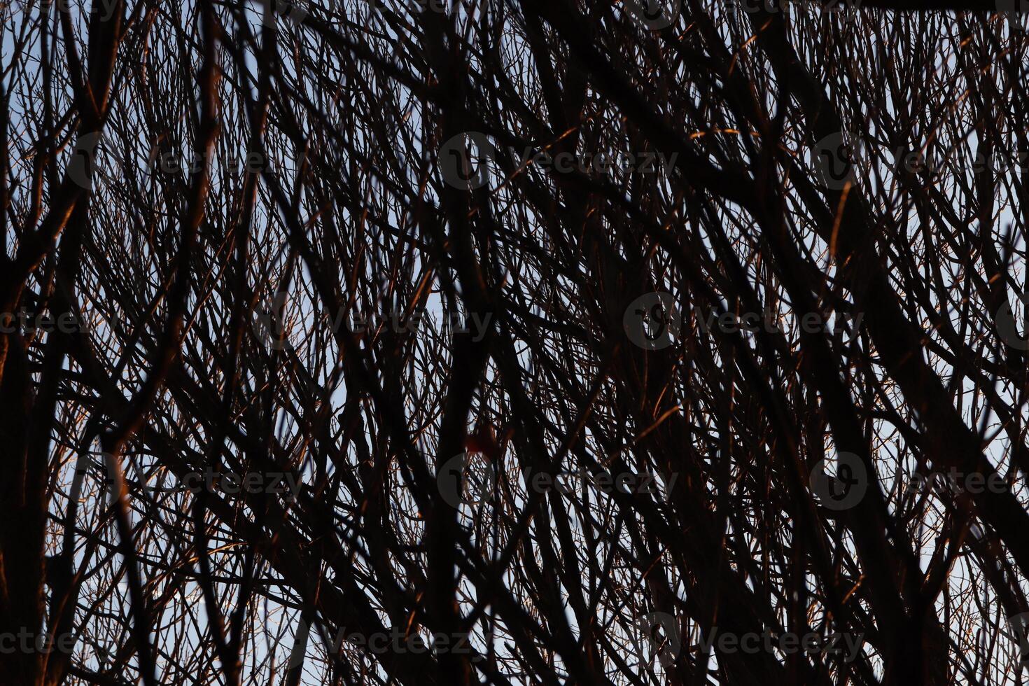 Tree Branches Texture. Dark Forest Background. photo