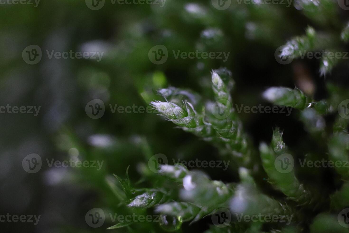 Blossom Moss Texture Background. Macro Closeup. photo
