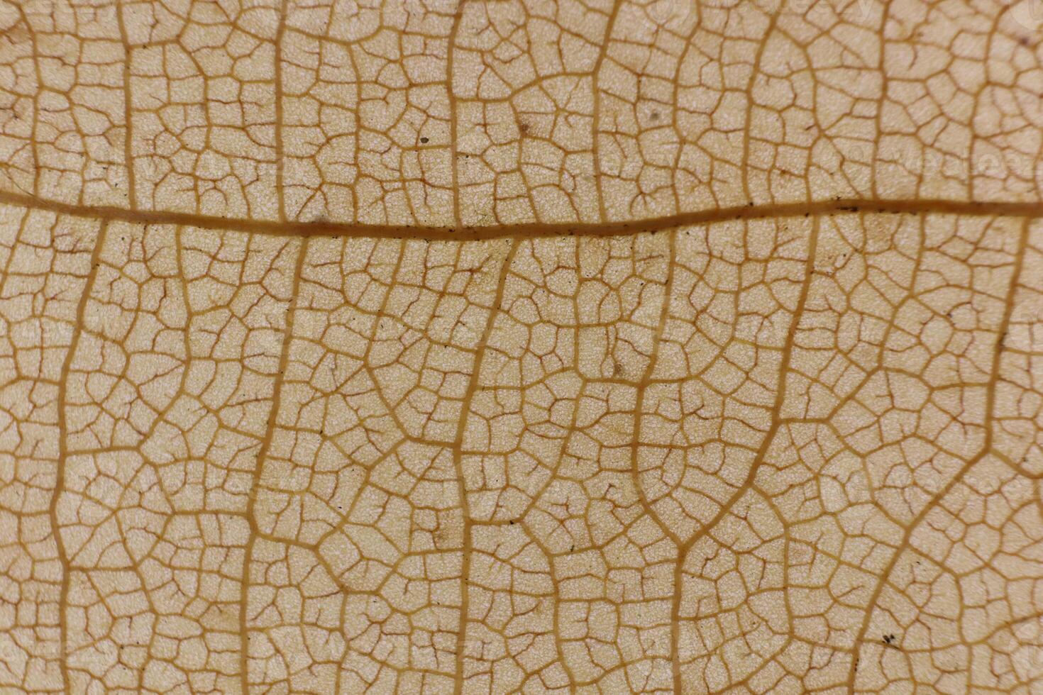 Dry Leaf Texture. Macro Closeup. Natural Organic Background. Tra photo