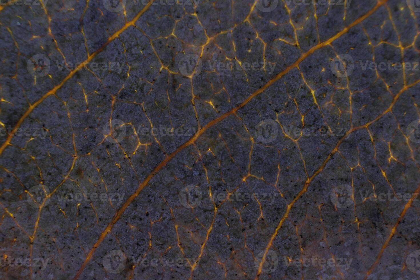 Dry Leaf Texture. Lighting Macro Closeup. Natural Organic Backgr photo