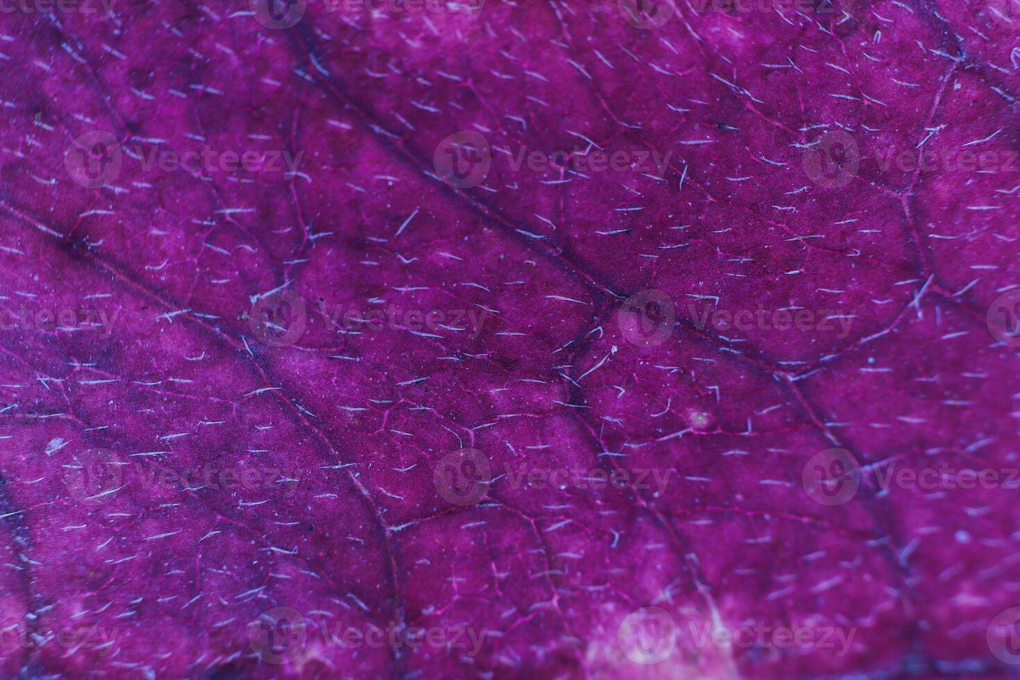 Lilac Dry Leaf Fibers Texture. Macro Closeup. Natural Organic Ba photo