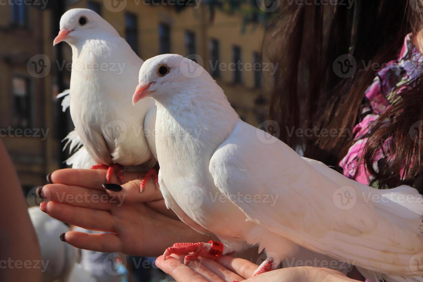 Two white doves are sitting on the girl hands and looking to camera. photo