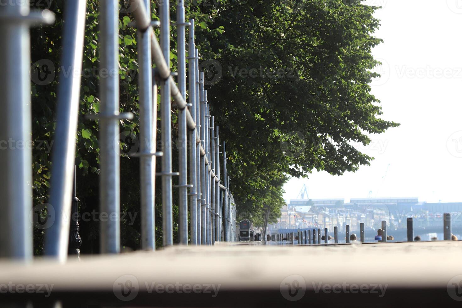 Tribune forests on the embankment of the river photo