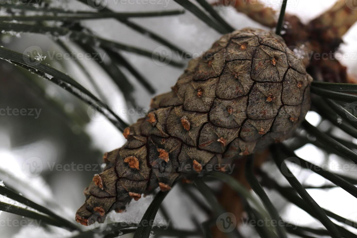 Cone on Snowy Fir Branches. Winter Christmas Tree Background. photo