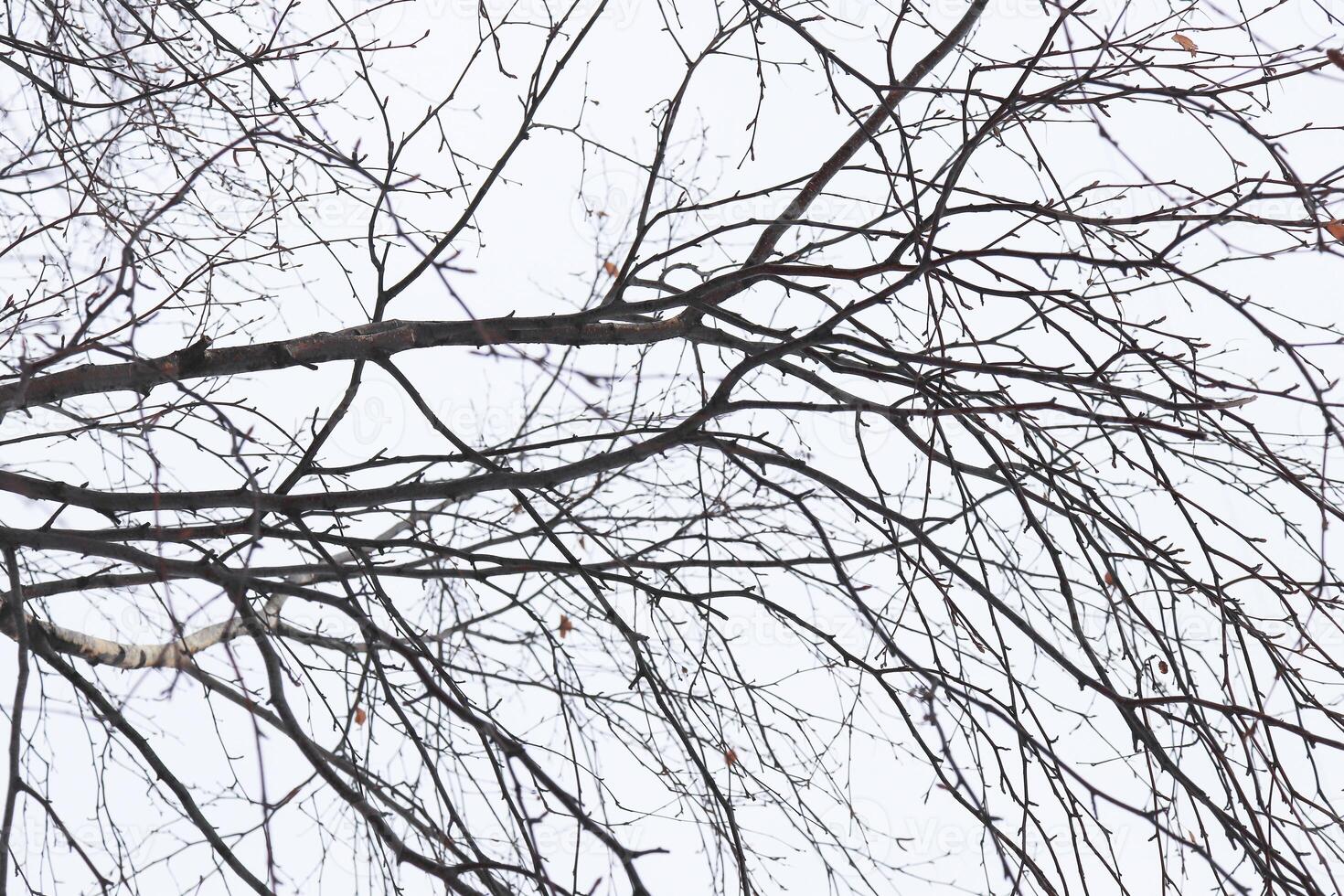 Birch branches with fallen leaves. photo