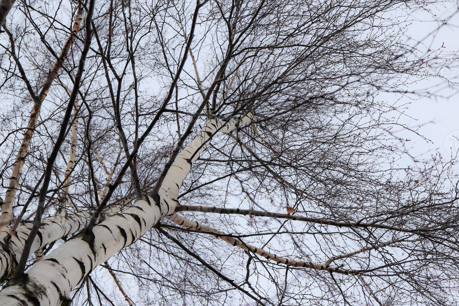 Birch tree crown of the trunk rushes up. Birch branches with fallen leaves. photo