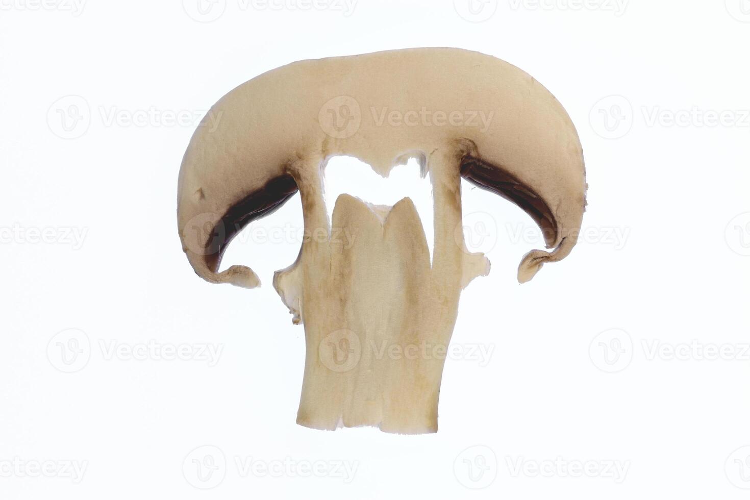 Mushroom vegetable food. isolated fresh slice of champignon. photo