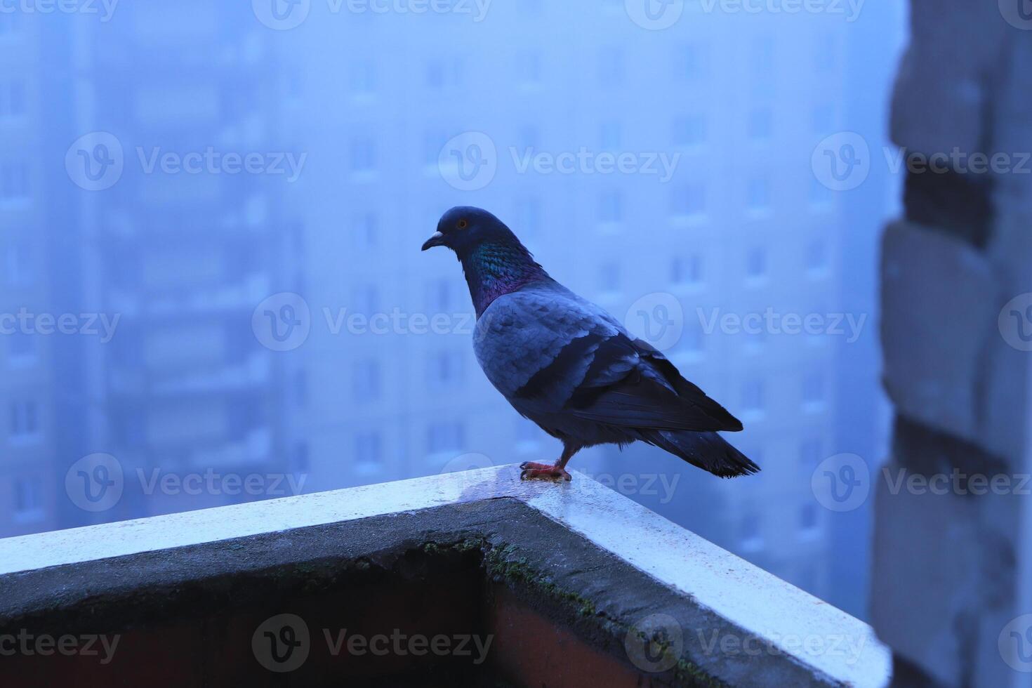 A wet pigeon stands on one leg on the edge of the balcony. Overcast. In the background a fog. photo