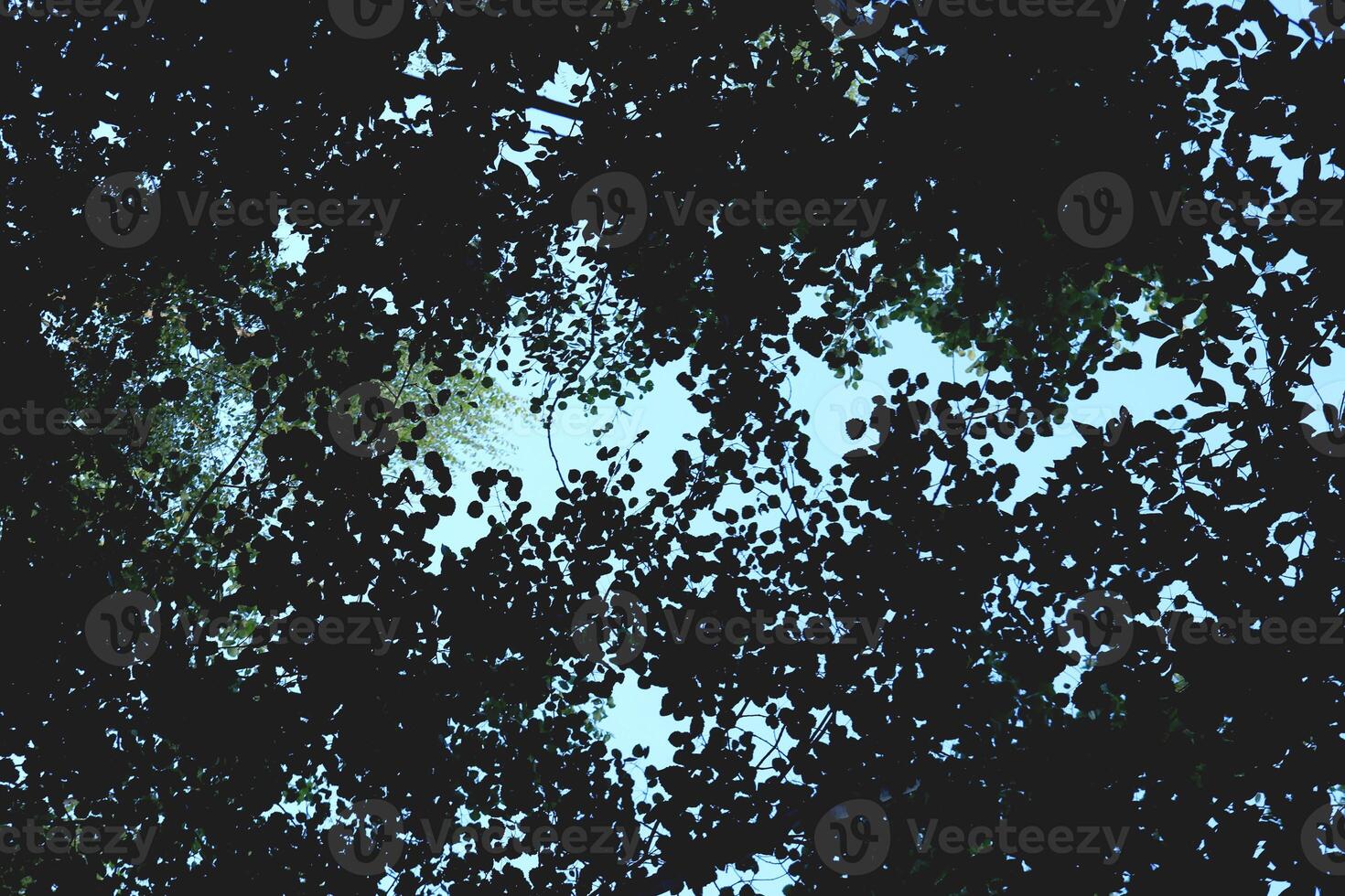 Tops of the leaves of trees silhouettes. Bottom view. Forest background. photo
