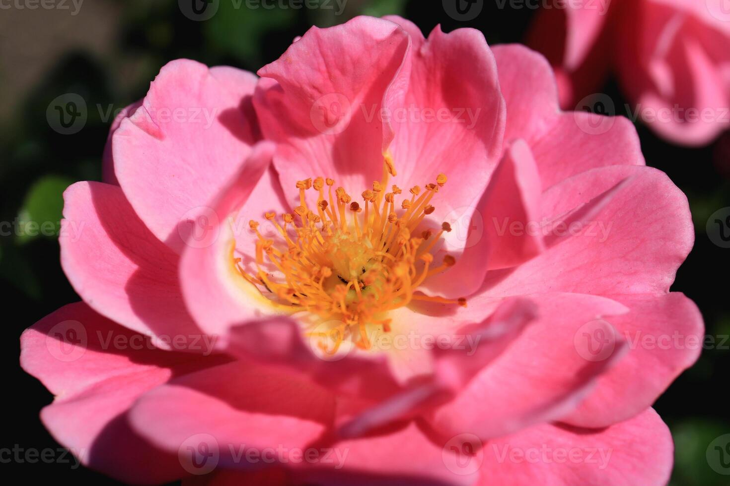 Pink flower with developing petals and yellow stamens in the bud center. photo