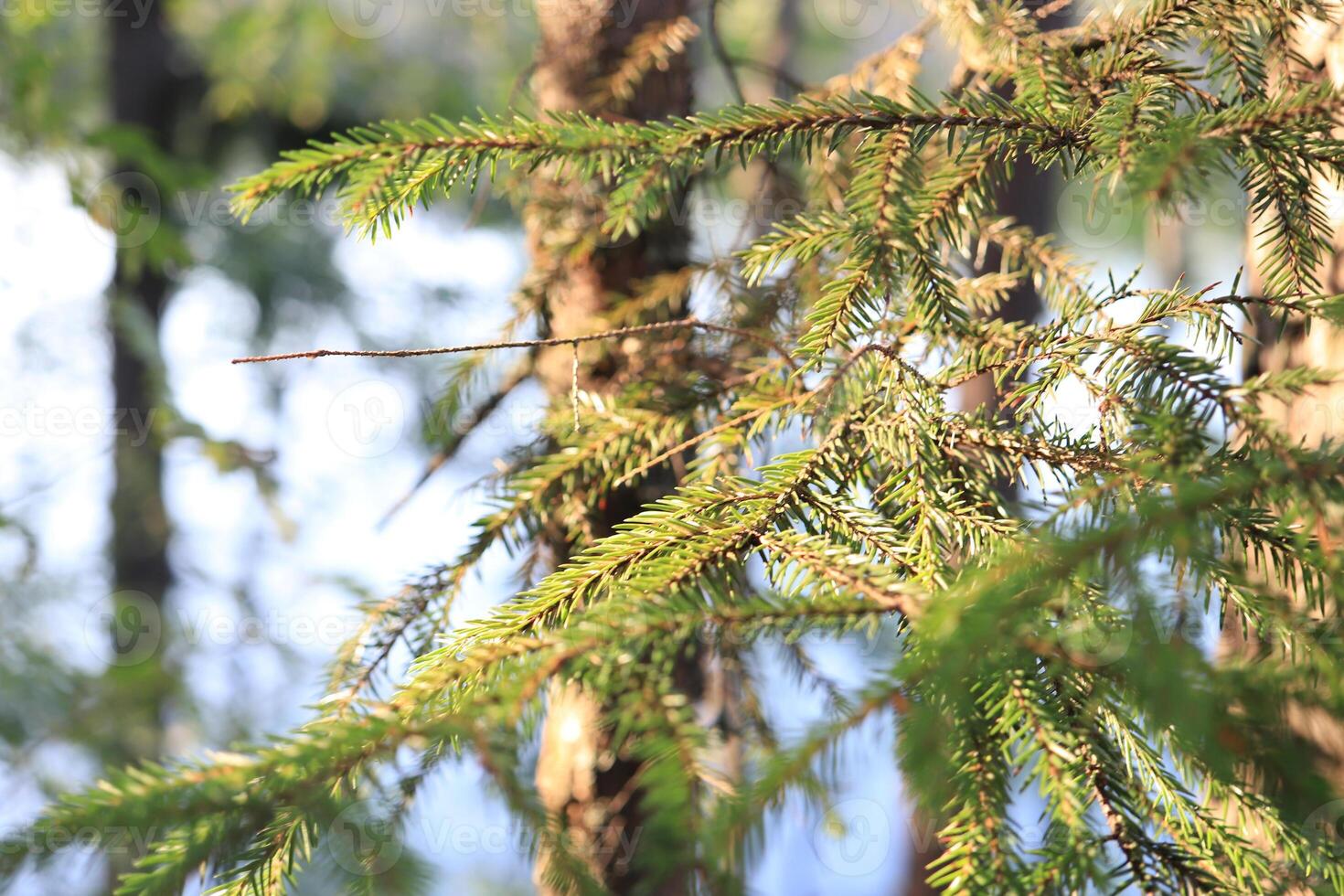 Pine branches tree landscape. Summer romantic nature background