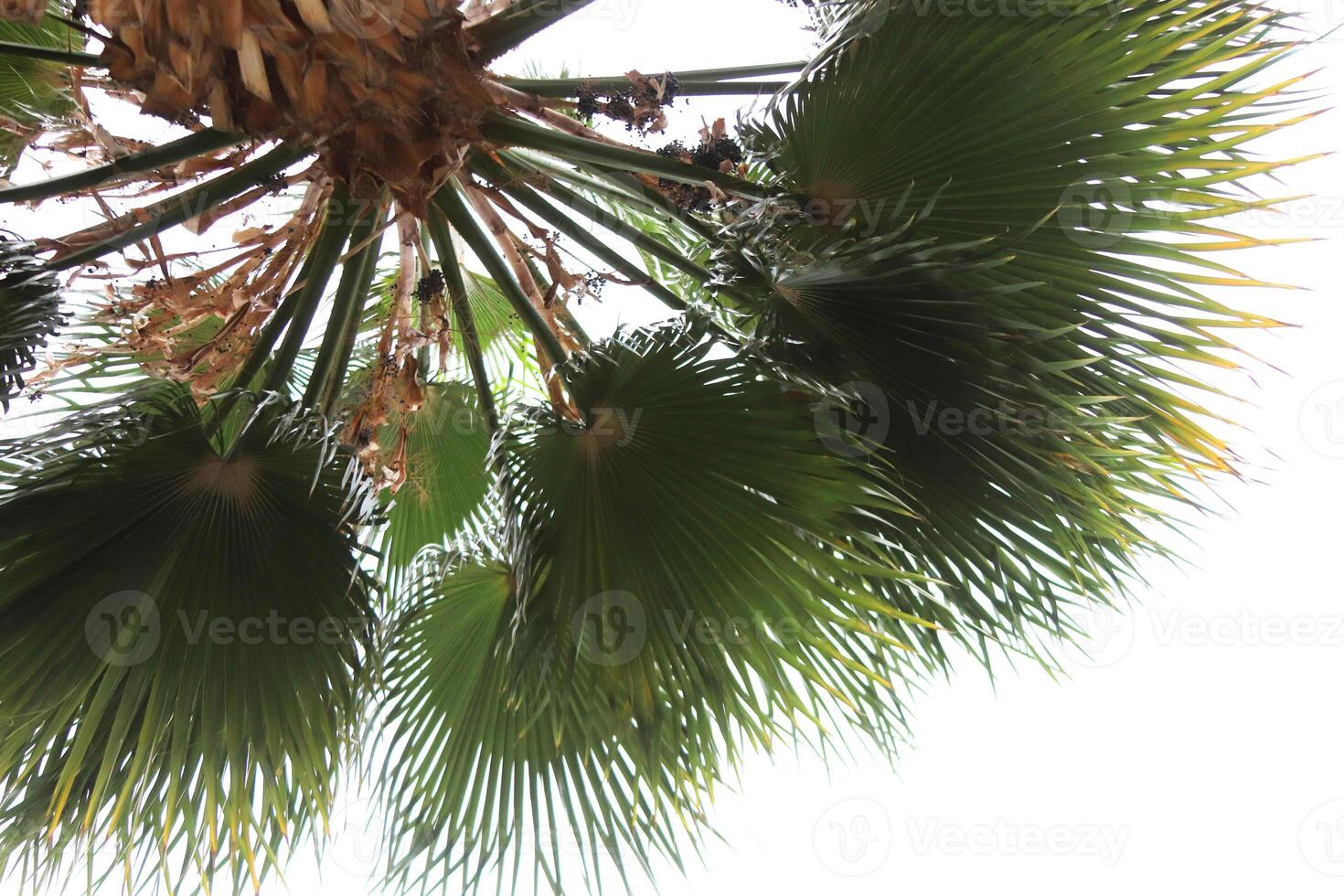 Exotic palm tree with branches in the sky. Palm leafs top texture. photo