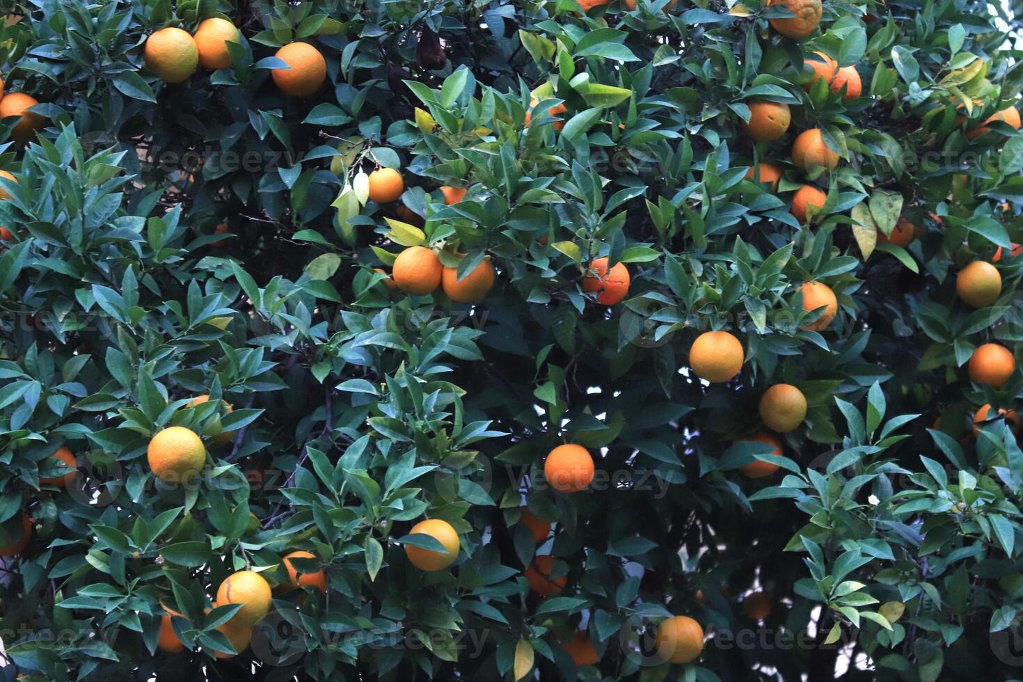 Citrus tangerine tropical brunches wits fruits. Mandarin tree fruits texture. Vitamin agriculture wood. photo
