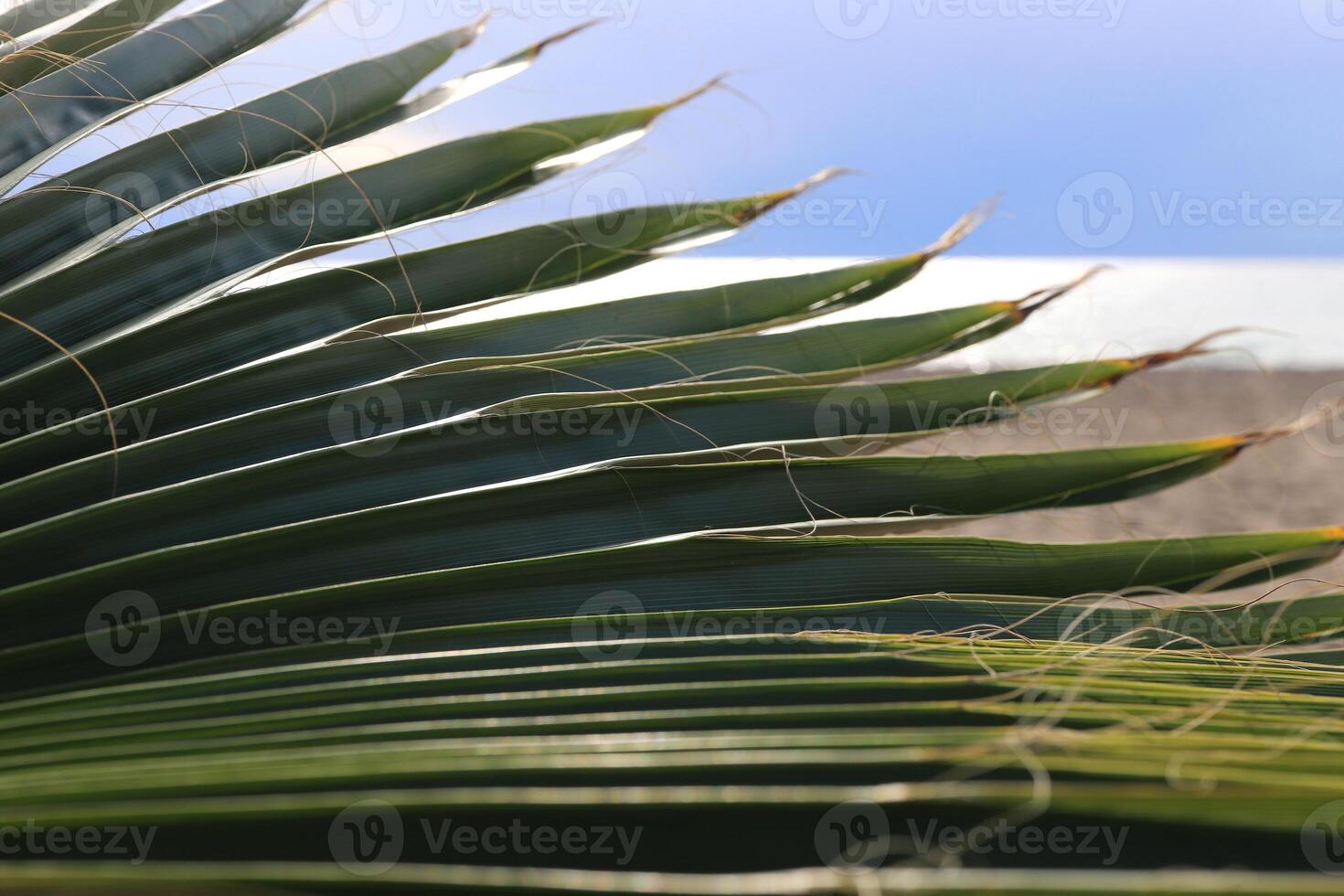 Palm leaf texture. Exotic tree branch. Sea and sky on background. photo