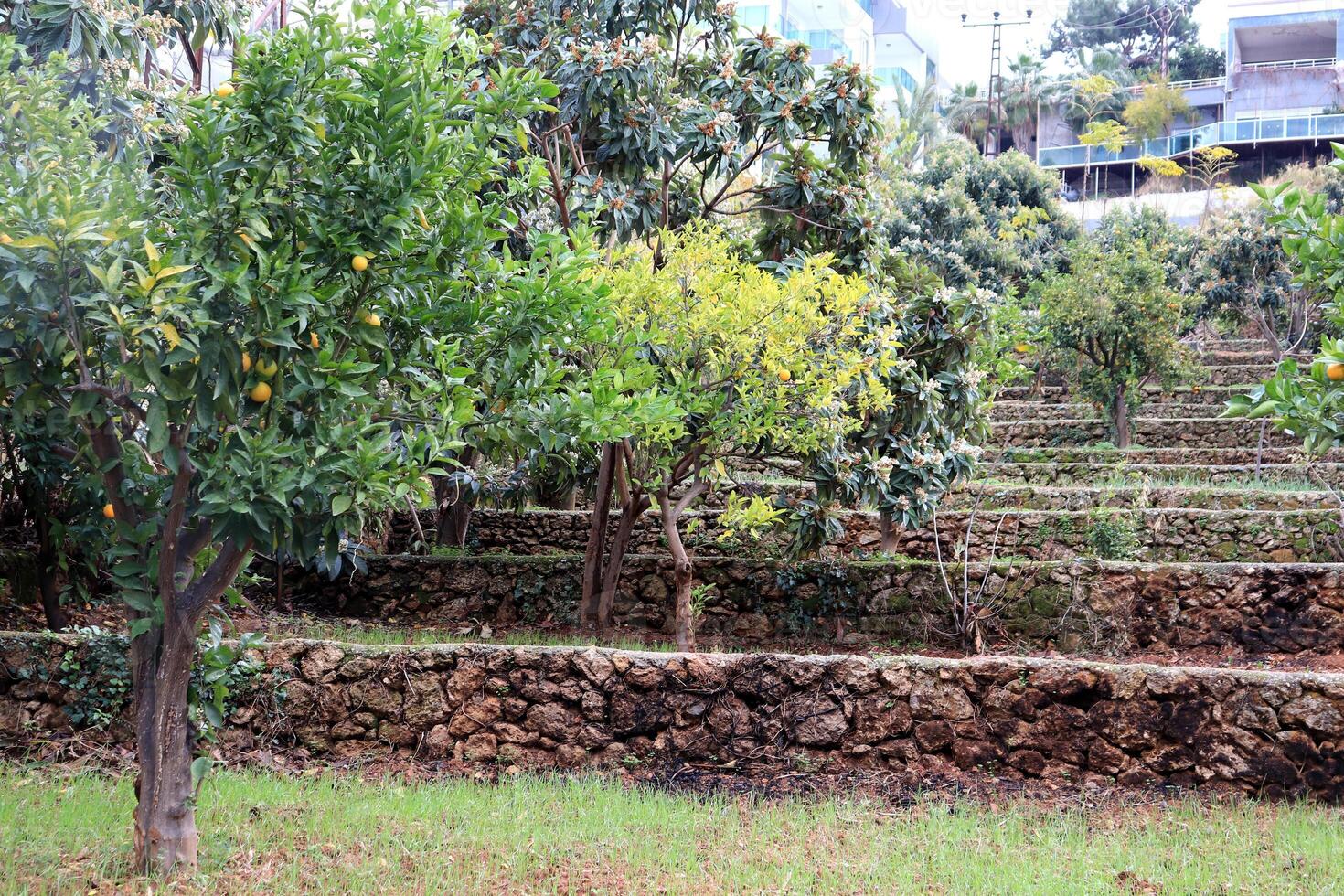 Multi-level fruit tree garden with residential house on background photo