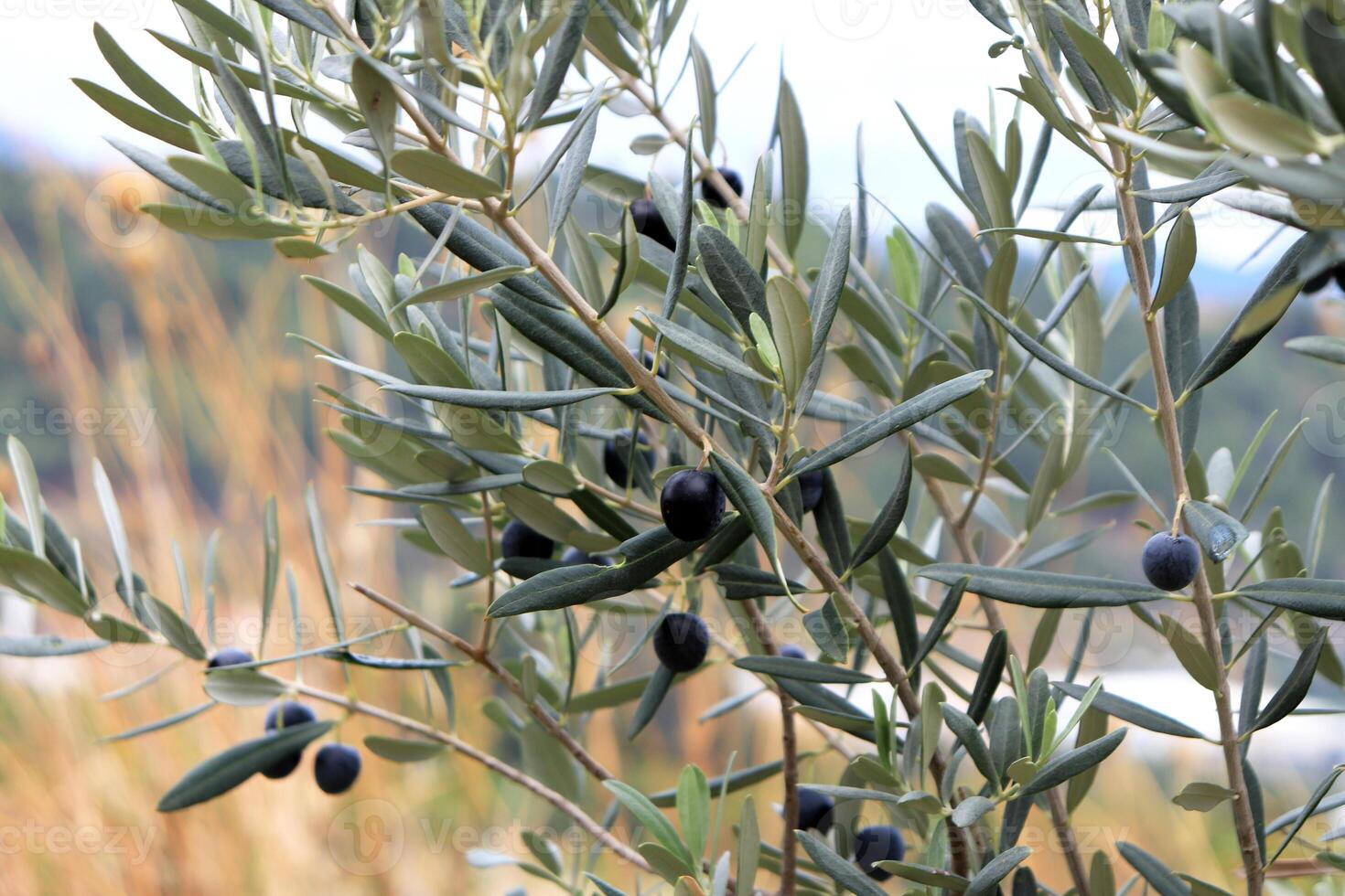 Olive tree with olives fruits on the branches photo