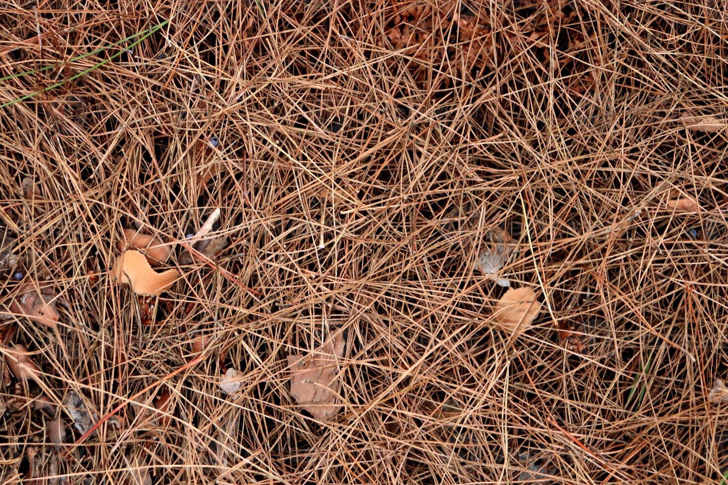Dry pine needles texture. Forest floor backdrop. Brown dried fir needles background. photo