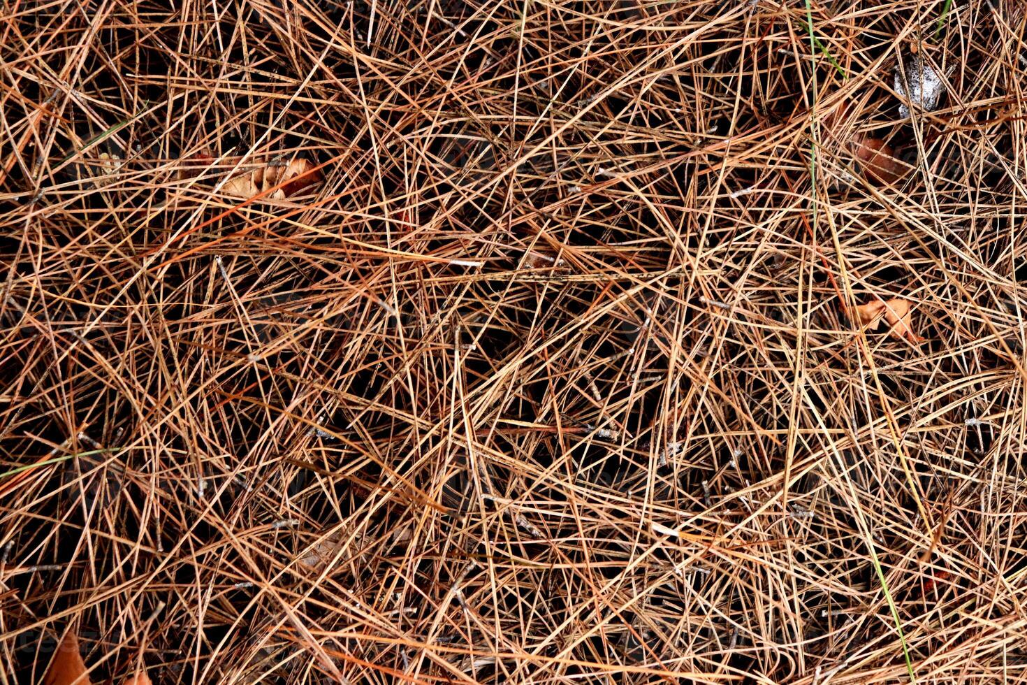 Dry pine needles texture. Brown dried fir needles background. Forest floor backdrop. photo